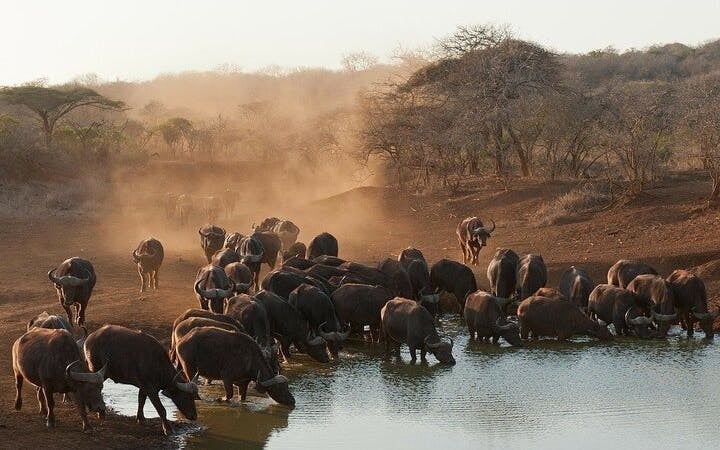 Kruger National Park Overland Safari Tour from Johannesburg with Sunset Game Drive and Meals Image 2