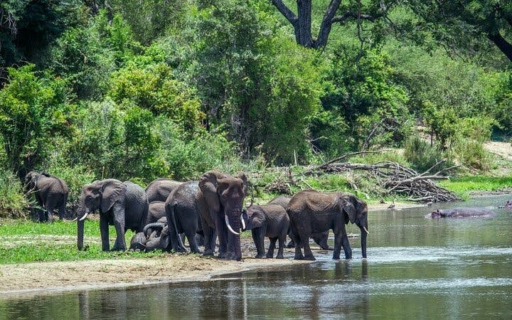 Kruger National Park Overland Safari Tour from Johannesburg with Sunset Game Drive and Meals Image 4