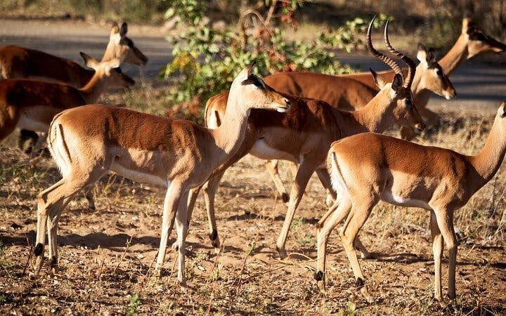Kruger National Park Overland Safari Tour from Johannesburg with Sunset Game Drive and Meals Image 7