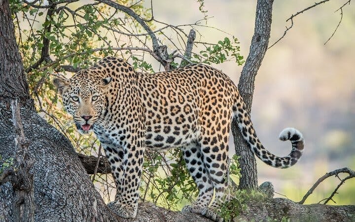 Kruger National Park Overland Safari Tour from Johannesburg with Sunset Game Drive and Meals Image 10