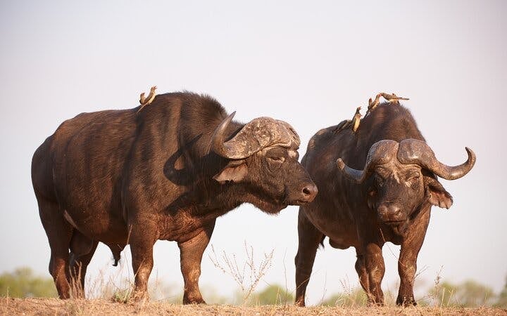 Kruger Tremisana Safari: Open-Vehicle Game Drives, Bush Walks, and Unique Lodge Stays from Johannesburg Image 3