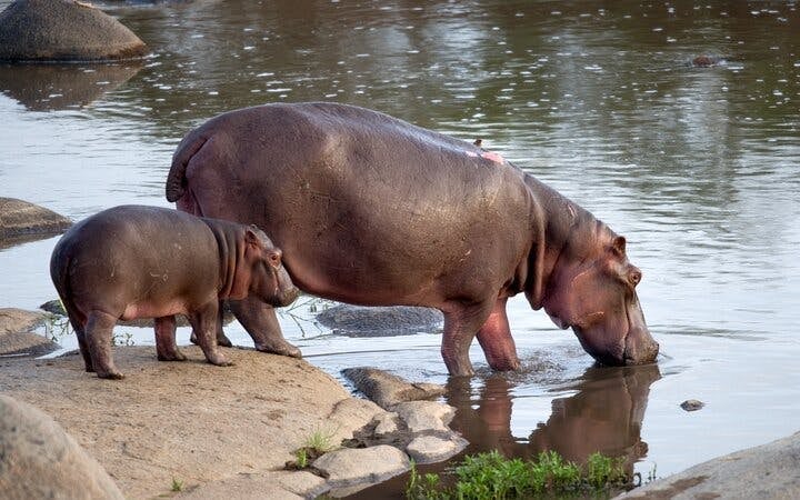 Kruger Tremisana Safari: Open-Vehicle Game Drives, Bush Walks, and Unique Lodge Stays from Johannesburg Image 4