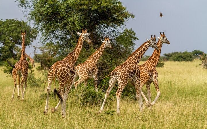 Kruger Tremisana Safari: Open-Vehicle Game Drives, Bush Walks, and Unique Lodge Stays from Johannesburg Image 5