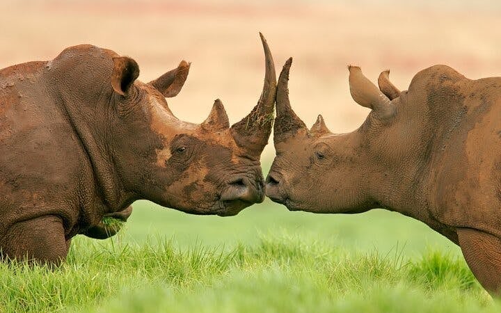 Kruger Tremisana Safari: Open-Vehicle Game Drives, Bush Walks, and Unique Lodge Stays from Johannesburg Image 7