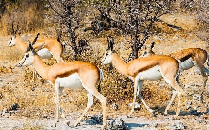 Kruger Tremisana Safari: Open-Vehicle Game Drives, Bush Walks, and Unique Lodge Stays from Johannesburg Image 8