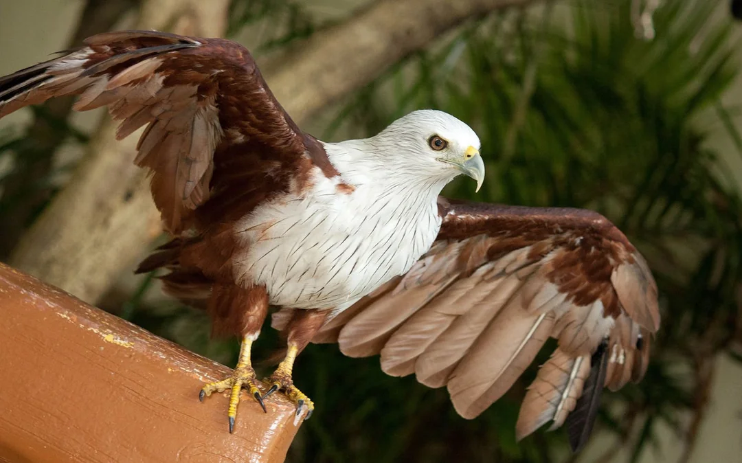 Kuala Lumpur Bird Park, Butterfly Park with Orchid and Hibiscus Garden Day Tour Image 3