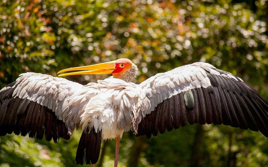 Kuala Lumpur Bird Park, Butterfly Park with Orchid and Hibiscus Garden Day Tour Image 5