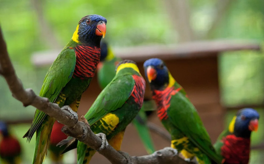 Kuala Lumpur Bird Park Tickets Image 1