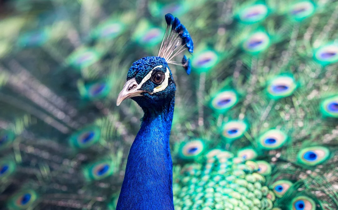 Kuala Lumpur Bird Park Tickets Image 4