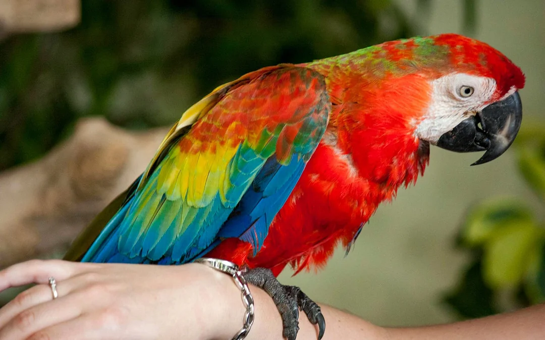 Kuala Lumpur Bird Park Tickets Image 5