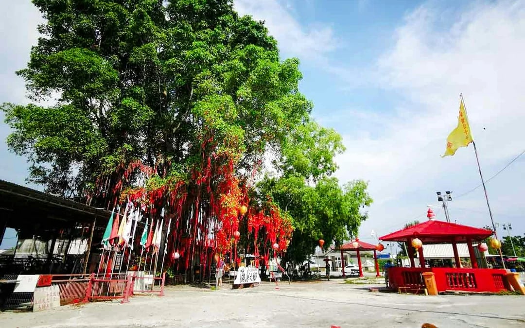 Kuala Selangor: Sky Mirror & Sekinchan Rice Fields Tour With Transfers Image 2