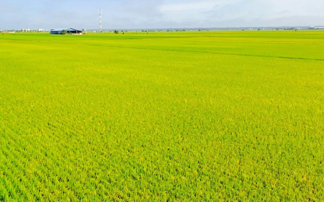 Kuala Selangor: Sky Mirror & Sekinchan Rice Fields Tour With Transfers Image 3