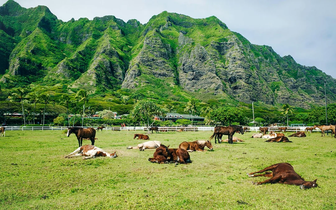 Kualoa Ranch: All-Inclusive Package Image 6