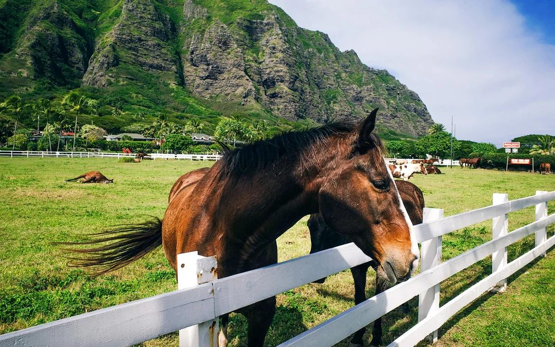 Kualoa Ranch: Horseback Walking Tour Image 4