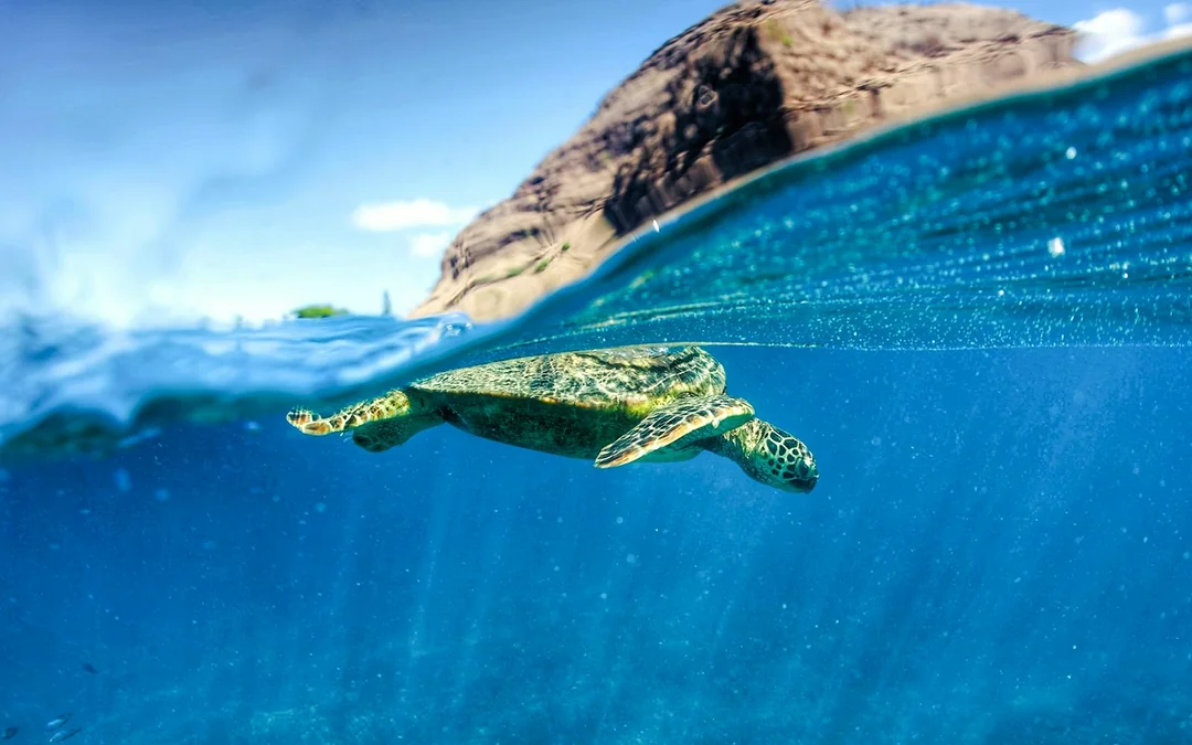 Kualoa Ranch: Ocean Voyage Tour Image 5