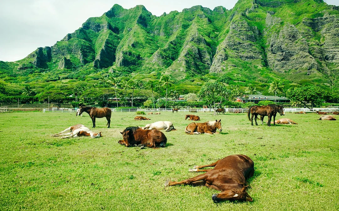 Kualoa Ranch: UTV Raptor Tour Image 5
