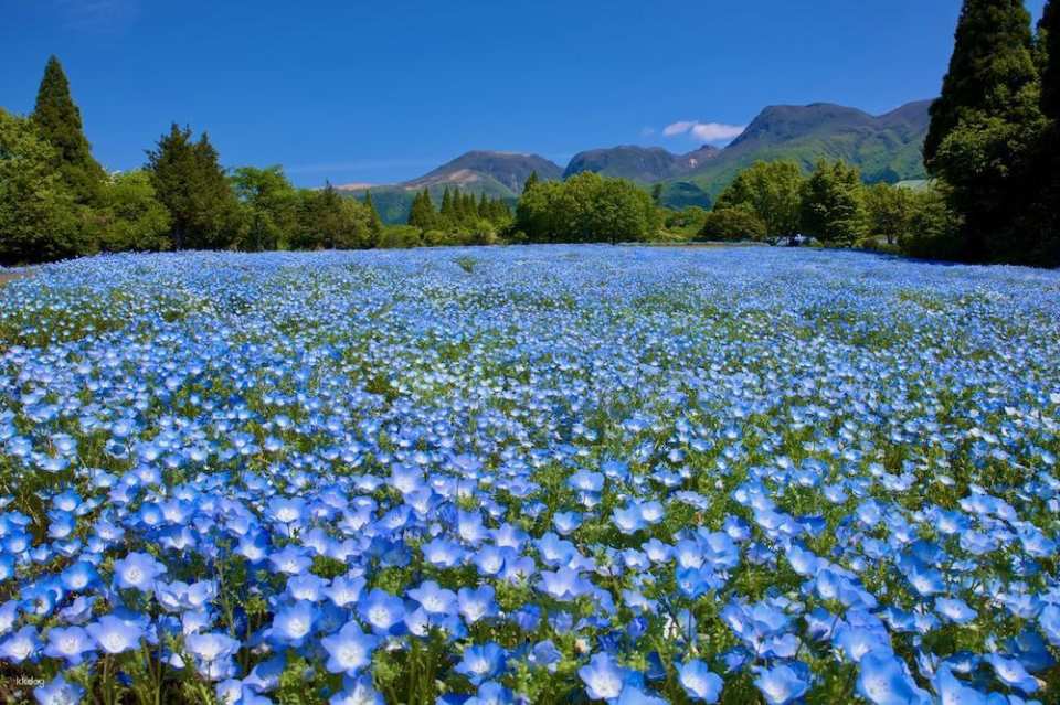 Kuju Flower Park Admission Ticket (Taketa City, Oita Prefecture)