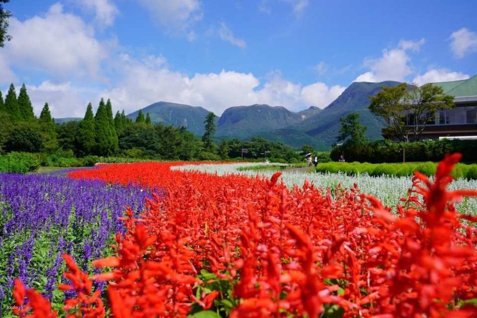 Kuju Flower Park Admission Ticket (Taketa City, Oita Prefecture)