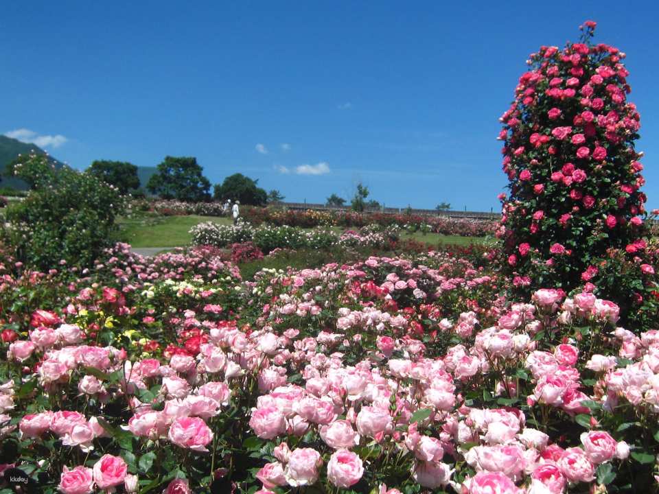Kuju Flower Park Admission Ticket (Taketa City, Oita Prefecture)