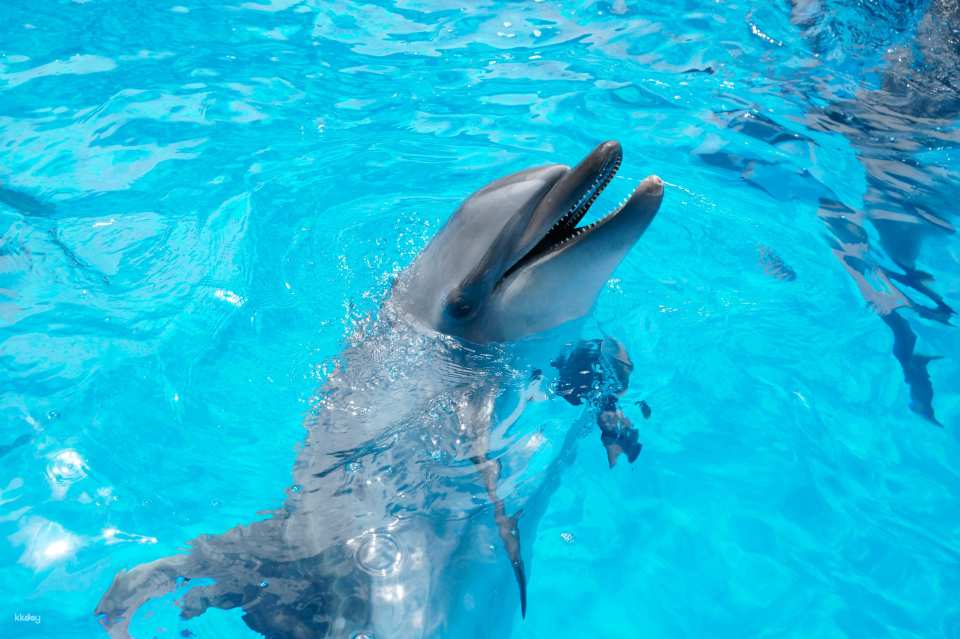 Kujukushima Aquarium Umi Kirara Admission Ticket | Japan