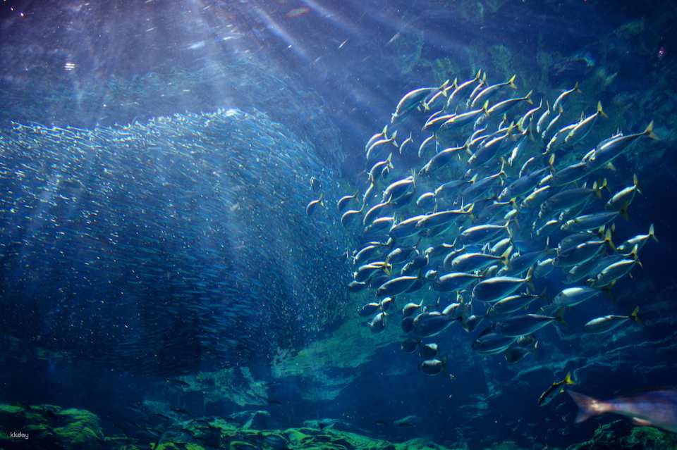 Kujukushima Aquarium Umi Kirara Admission Ticket | Japan