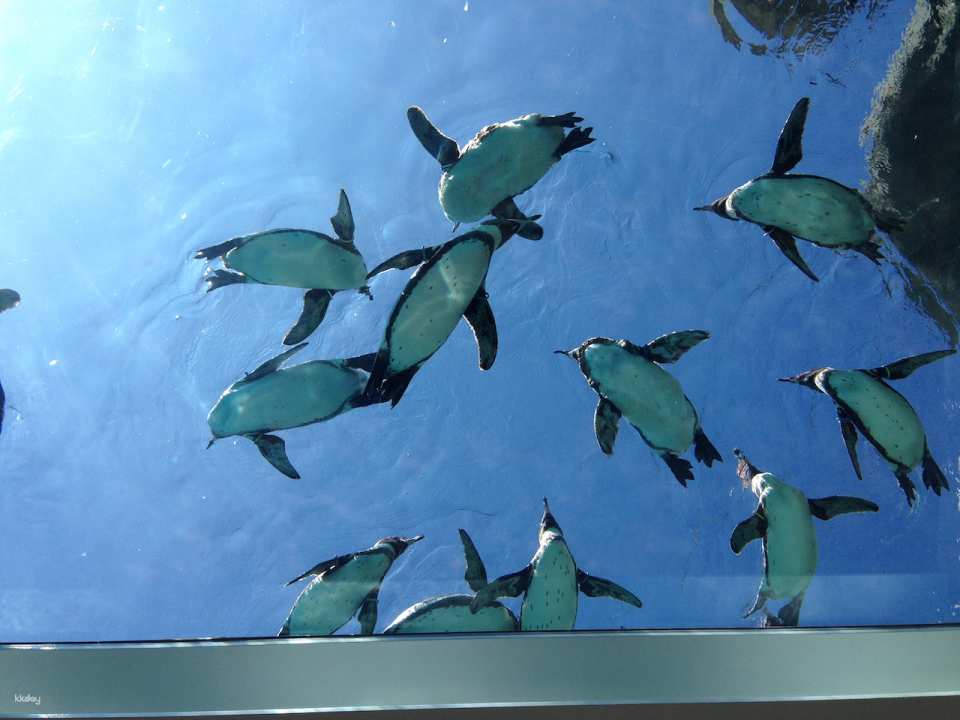 Kujukushima Zoological & Botanical Garden Mori Kirara Tickets | Nagasaki