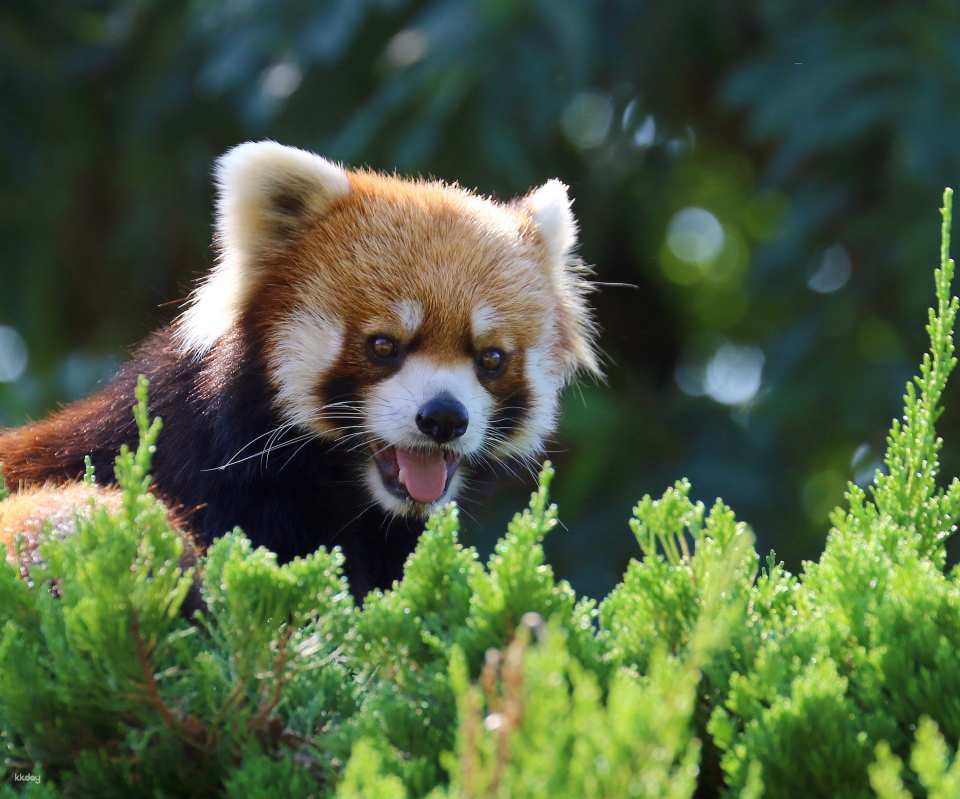 Kujukushima Zoological & Botanical Garden Mori Kirara Tickets | Nagasaki