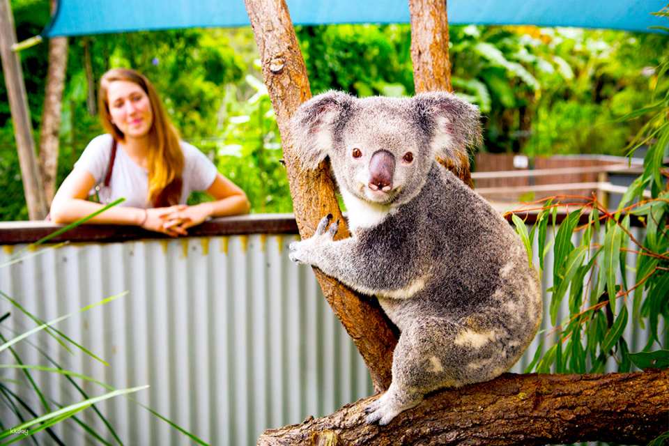 Kuranda Koala Gardens Entry Tickets | Australia