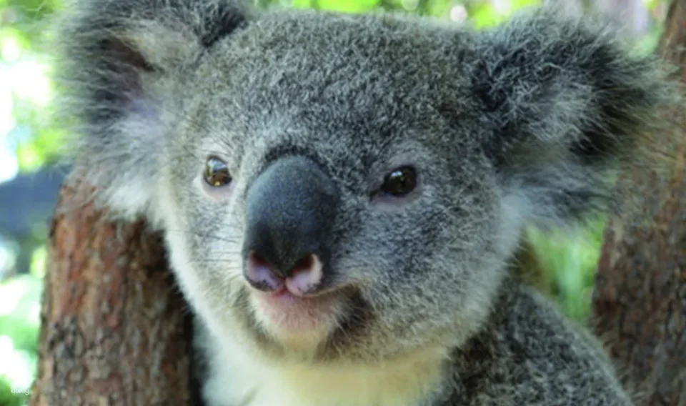 Kuranda Koala Gardens Entry Tickets | Australia