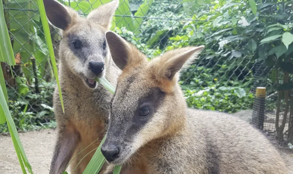 Kuranda Koala Gardens Entry Tickets | Australia