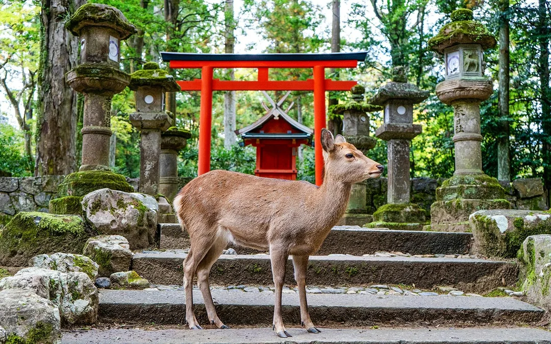 Kyoto & Nara by Private Car: Temples, Deer Park & Scenic Stops Image 1
