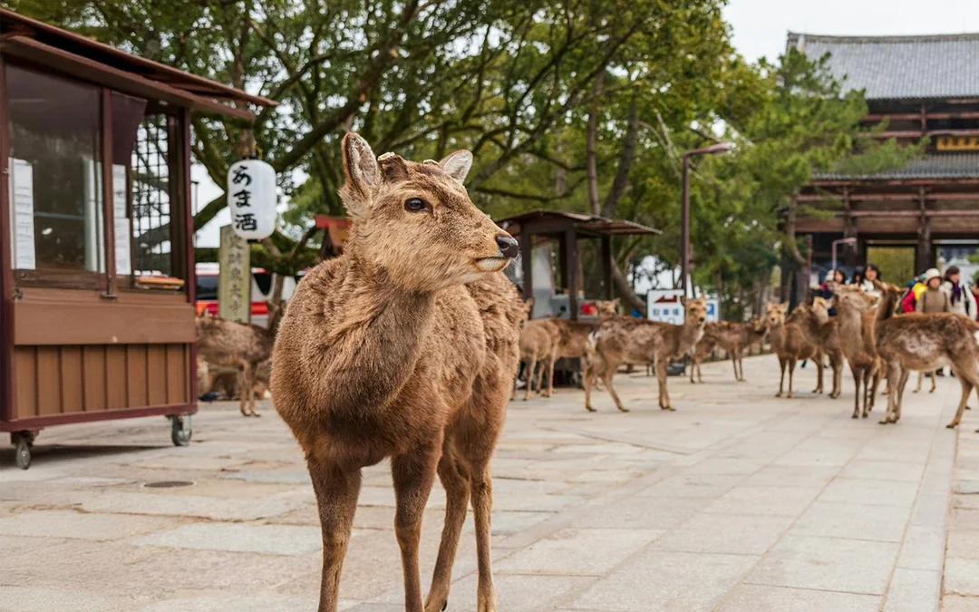 Kyoto & Nara by Private Car: Temples, Deer Park & Scenic Stops Image 2