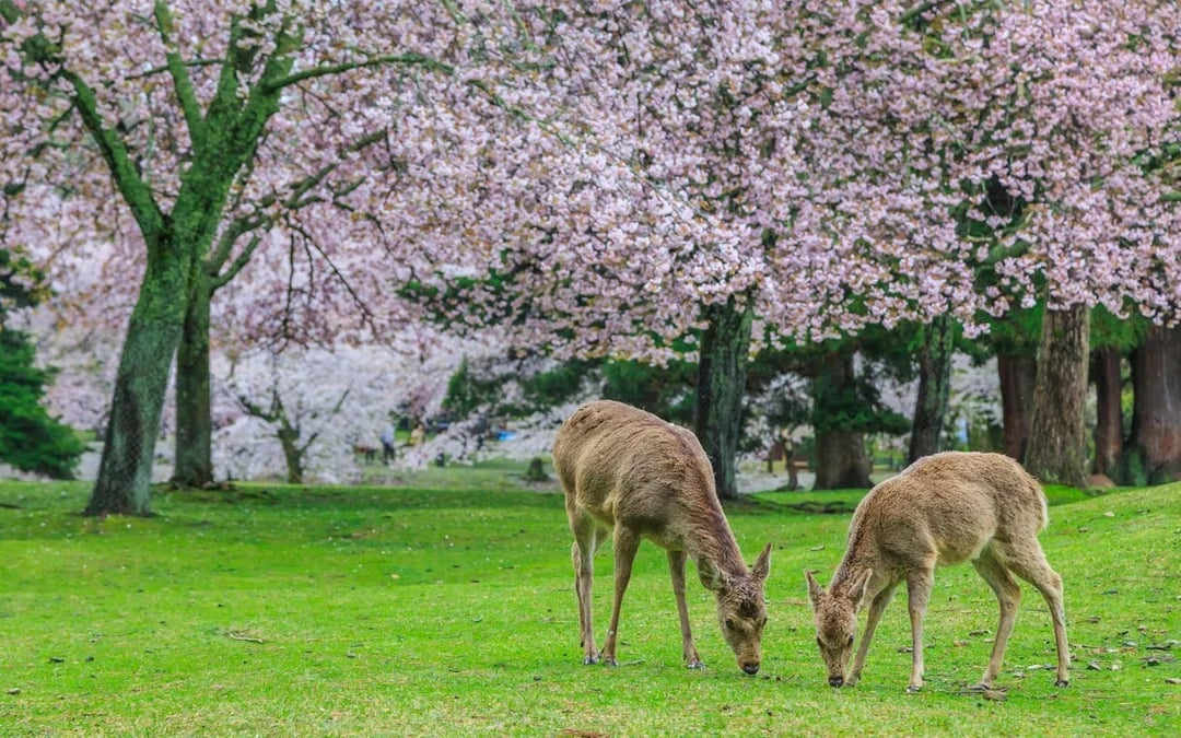 Kyoto and Nara Heritage Day Tour with Expert Local Guide Image 1