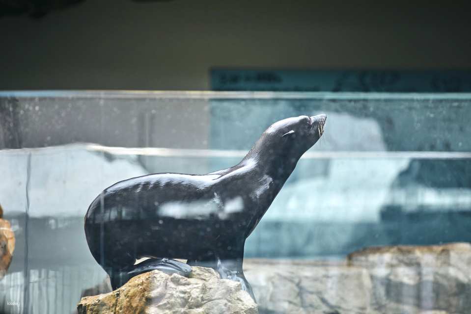 Kyoto Aquarium Admission Ticket | Japan