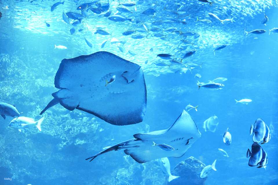 Kyoto Aquarium Admission Ticket | Japan