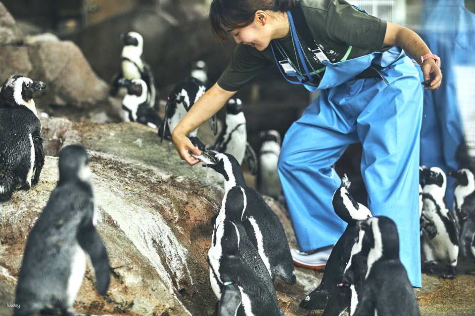 Kyoto Aquarium Admission Ticket | Japan
