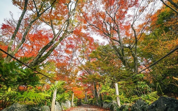 Kyoto Arashiyama Bamboo Forest and Hidden Garden Walking Tour Image 6
