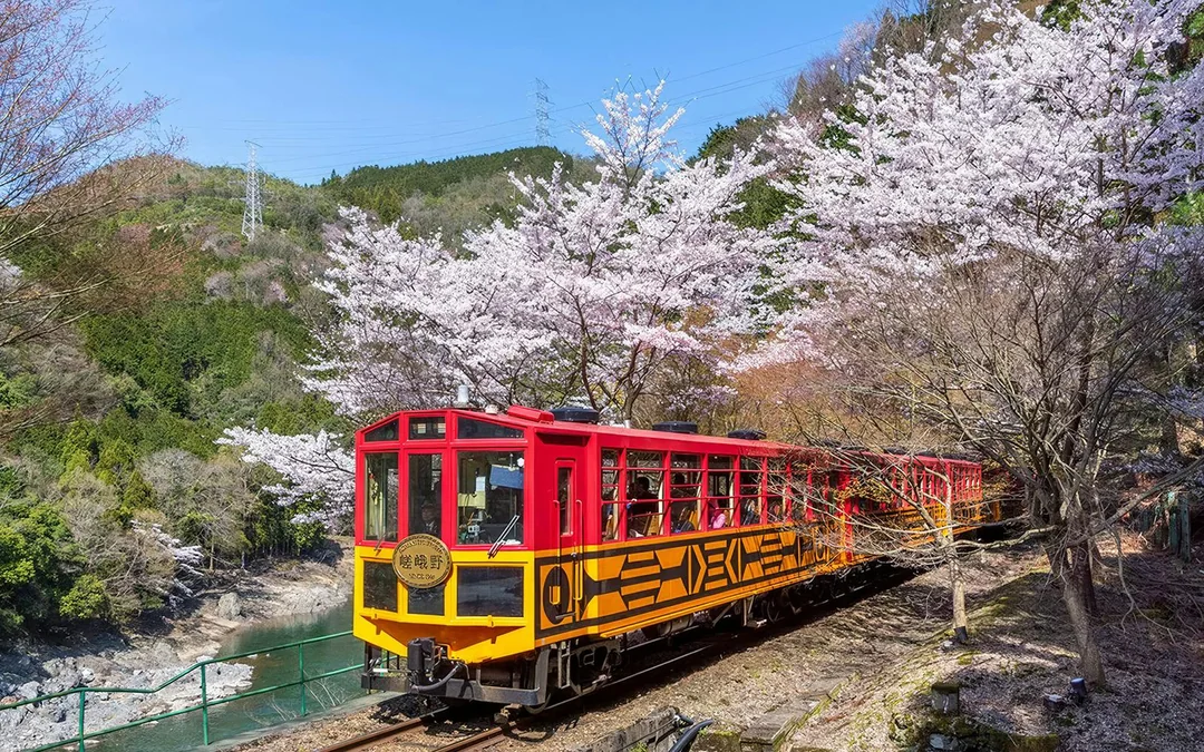 Kyoto Cherry Blossom Day Tour: Sagano Romantic Train, Hozugawa River Boat, and Arashiyama Image 8