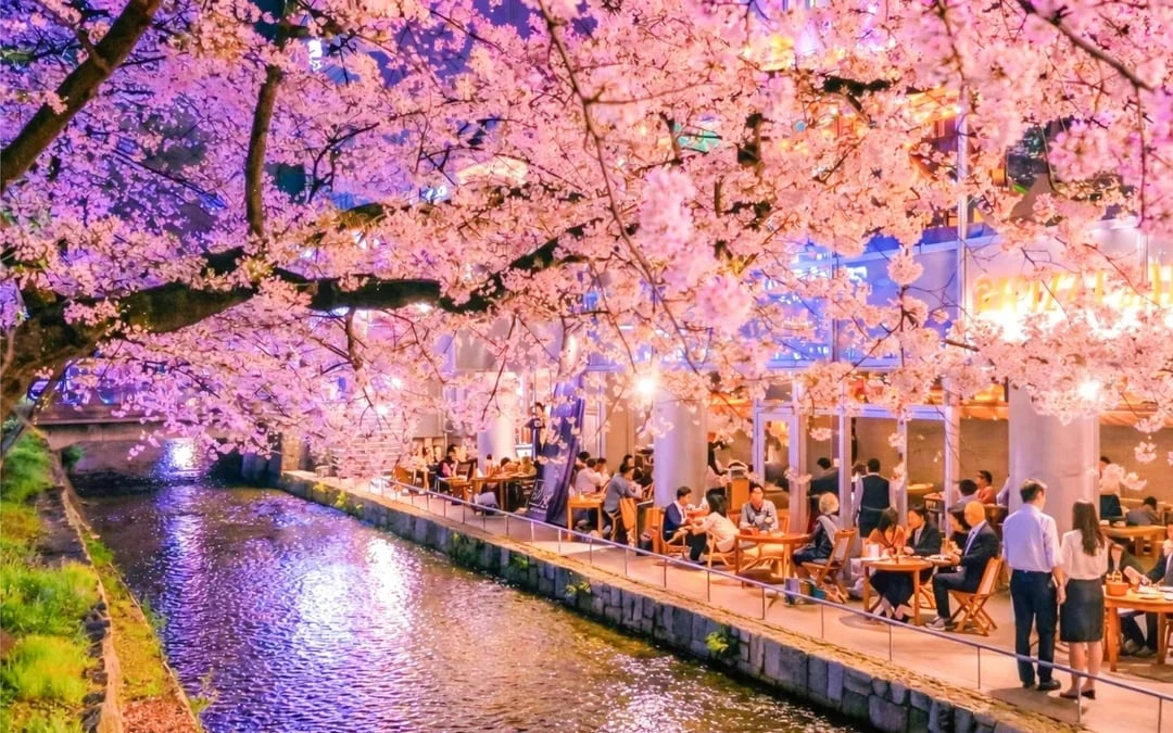 Kyoto Cherry Blossom Night Tour: Hanami, Maruyama Park, Izakaya, and Yasaka Shrine Image 7