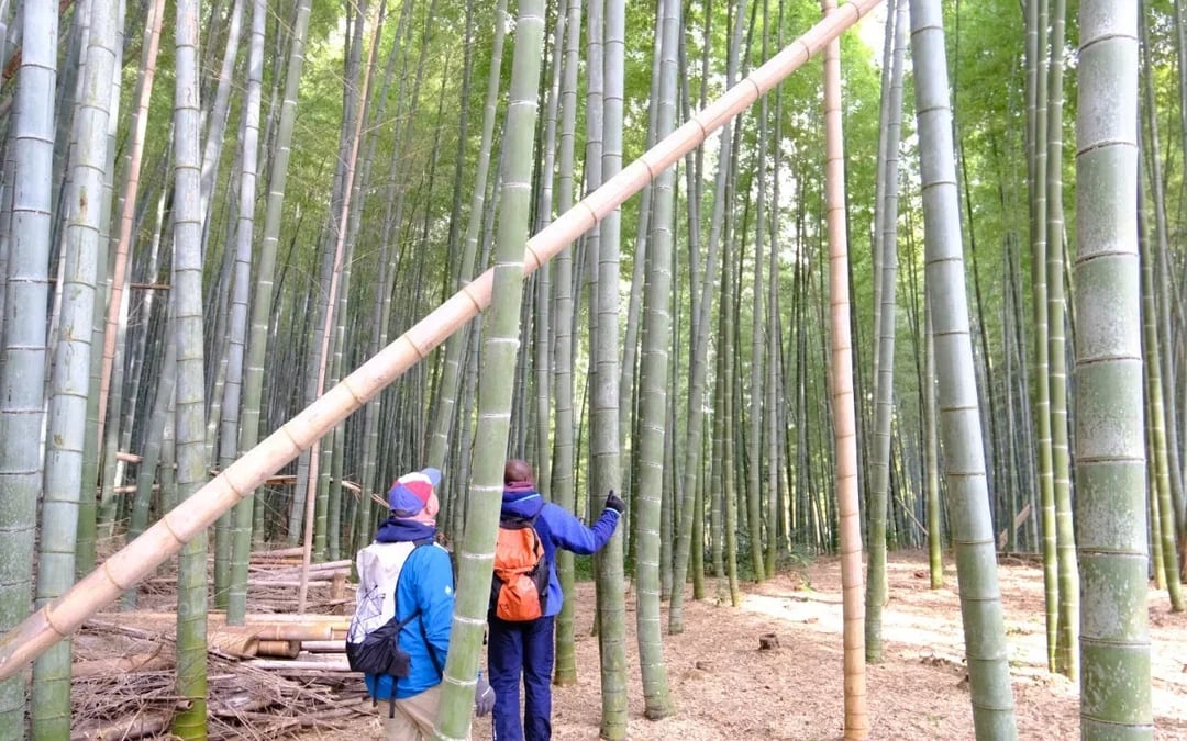 Kyoto E-Bike Tour of Bamboo Forests, Mountain Temples, and Local Sushi Lunch Image 3