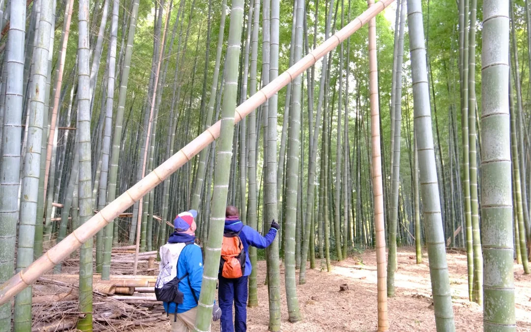 Kyoto E-Bike Tour of Bamboo Forests, Mountain Temples, and Local Sushi Lunch Image 3