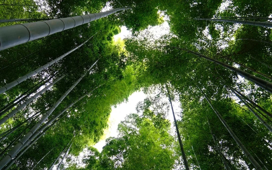 Kyoto E-Bike Tour of Bamboo Forests, Mountain Temples, and Local Sushi Lunch Image 4