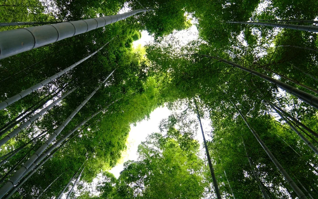 Kyoto E-Bike Tour of Bamboo Forests, Mountain Temples, and Local Sushi Lunch Image 4