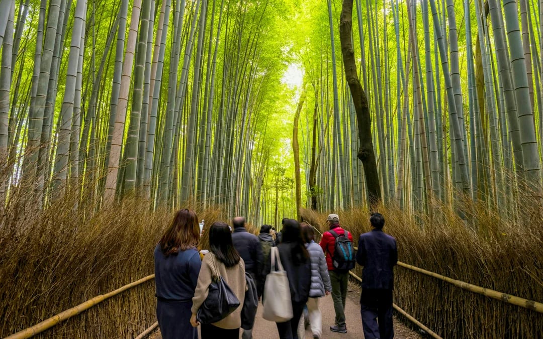 Kyoto Early Morning Tour with English-Speaking Guide Image 4
