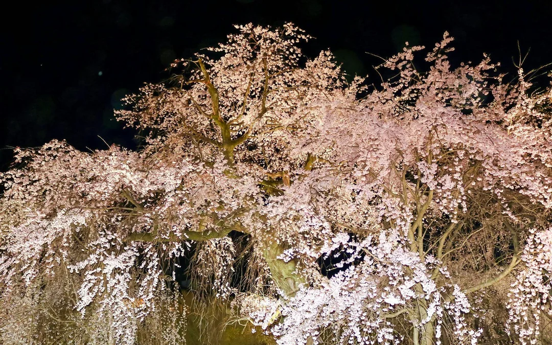 Kyoto: Gion After-Dark Walking Tour – Geisha Culture & Night Sightings with Local Guide Image 5
