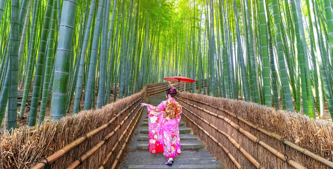 Kyoto Guided Tour: Bamboo Grove, Shrines & Nara Park from Osaka Image 1