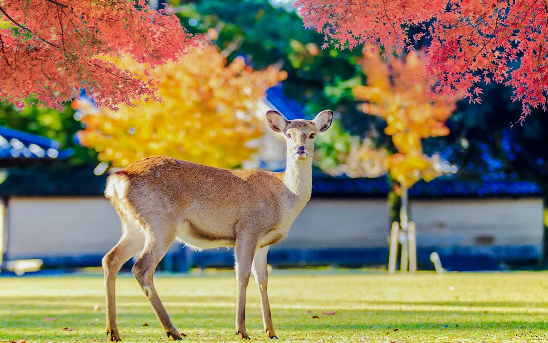 Kyoto Guided Tour: Bamboo Grove, Shrines & Nara Park from Osaka Image 2