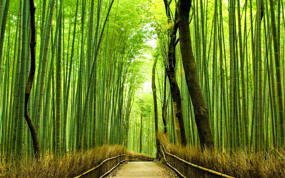 Kyoto Heritage Guided Tour: Arashiyama, Fushimi Inari & Kiyomizu-dera on Luxury Coach with Optional Lunch Image 2