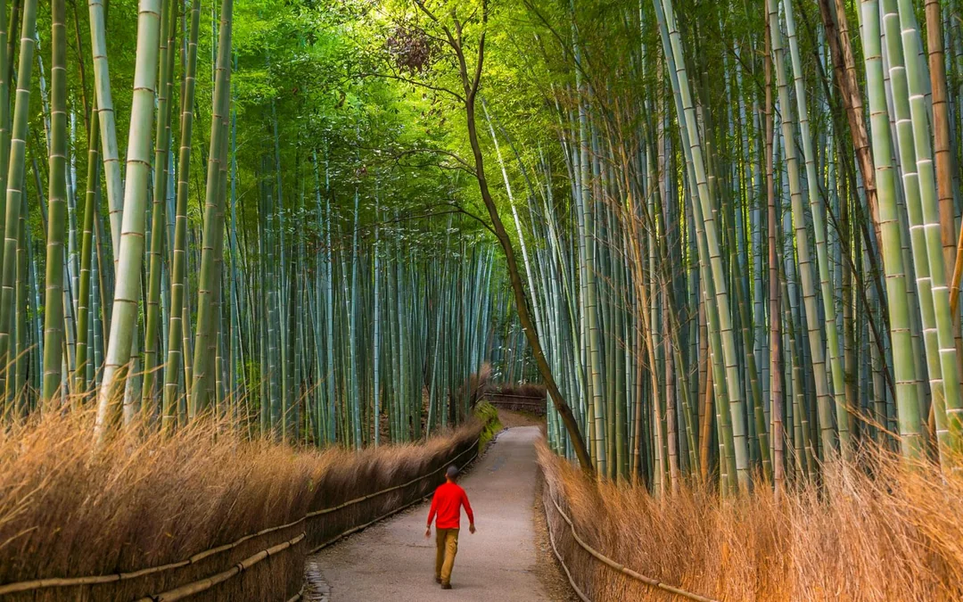 Kyoto Temples & Castle Guided Tour: Arashiyama, Nijo Castle, Fushimi Inari, and Kinkakuji from Kyoto Image 3
