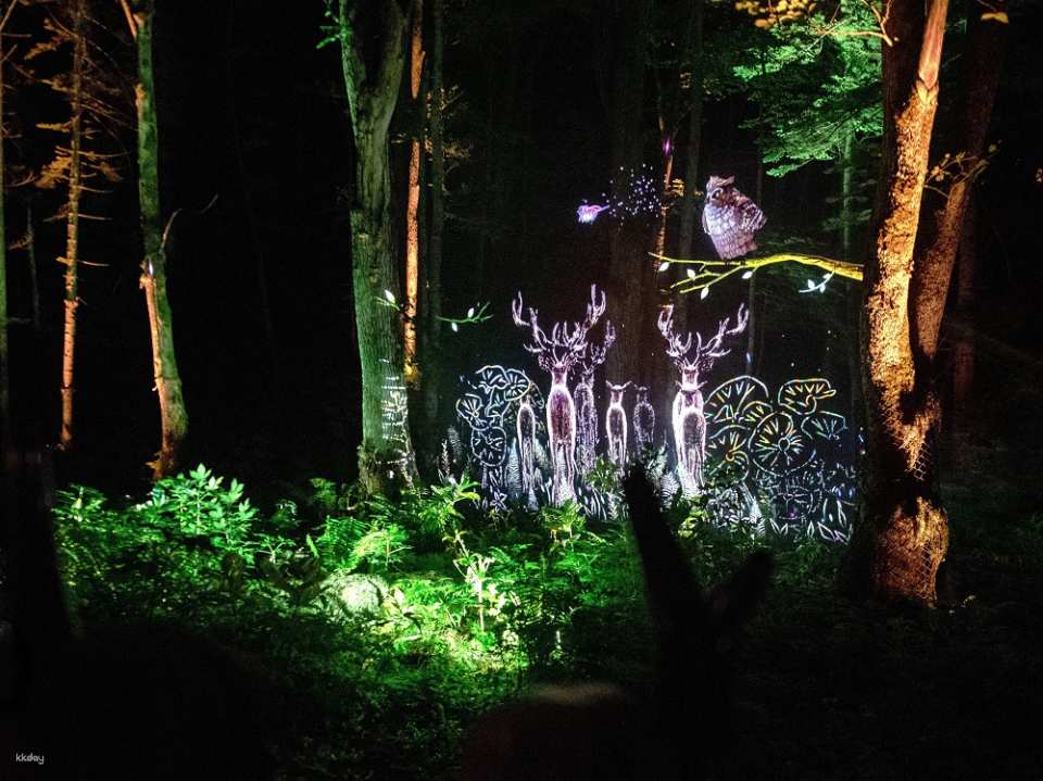Lake Akan Forest Night Walk: Kamuy Lumina Ticket in Hokkaido | Japan